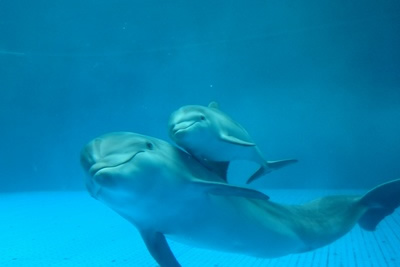 tour-in-pullman-acquario-di-genova